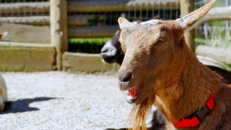 bearded brown goat close up, chewing slowly, summertime