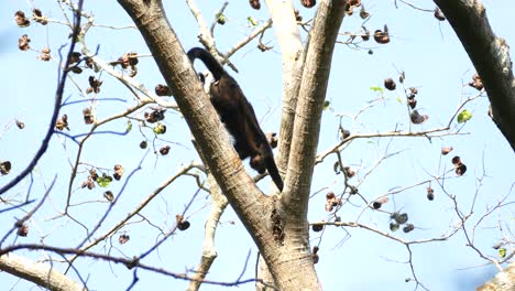 mantled howler monkey clinging to a tree branch with its tail in costa rica