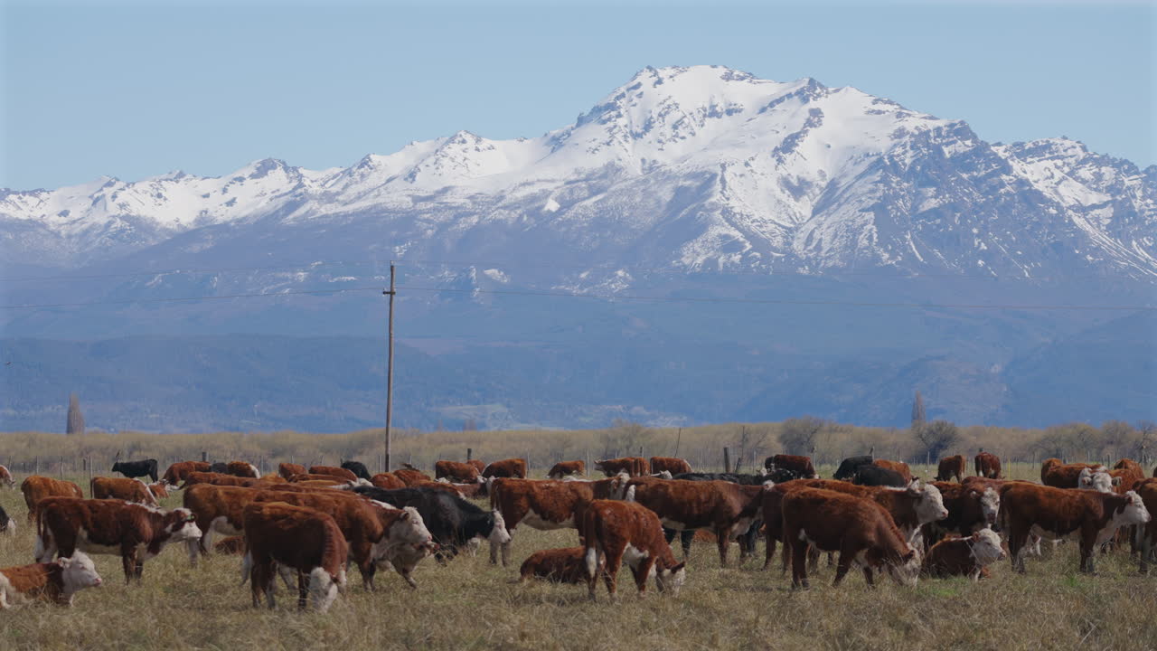 잔디에 서서 먹는 소 대, 눈 인 산 배경, 파타고니아, 복사 공간으로 정적