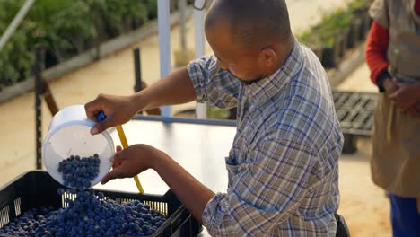 Man-putting-blueberries-in-crate-4k