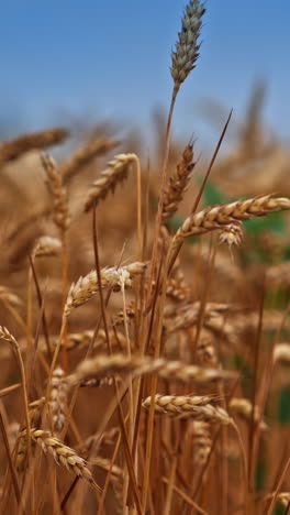 yellow ripe spikelet of wheat swaying in the wind. organic farming and harvesting. wheat spikelets with ripe grains inside close up. vertical video