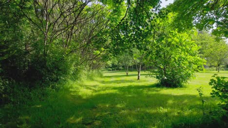 Magical vibrant green forest on sunny day