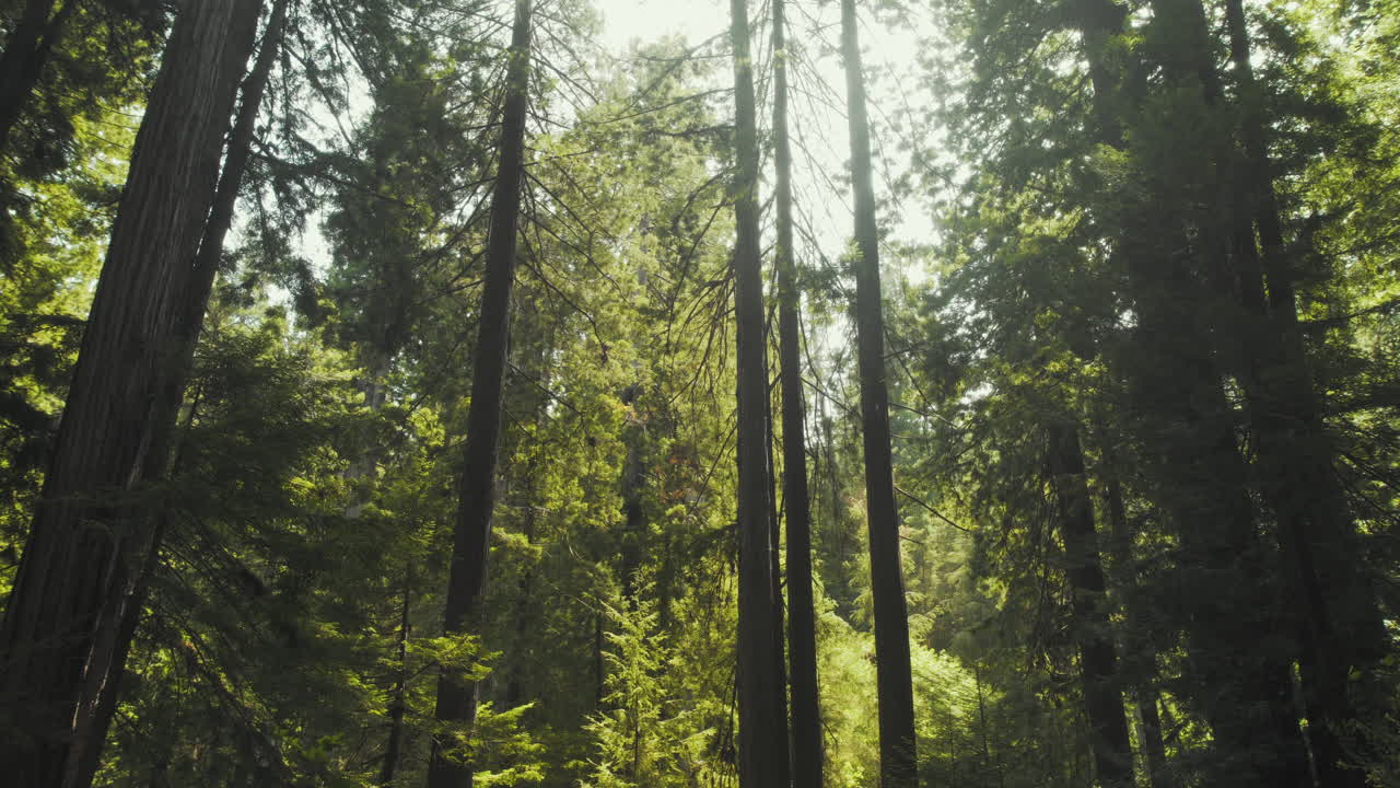 Campo medio che guarda verso l'alto nelle sequoie, mentre la luce del sole filtra tra gli alberi