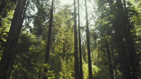 Mittlerer-Schuss,-Der-Oben-In-Die-Redwoods-Schaut,-Während-Sonnenlicht-Durch-Die-Bäume-Filtert