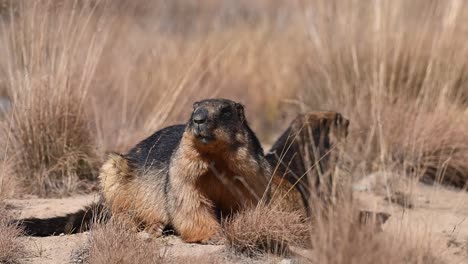 La-Marmota-De-Cola-Larga-O-La-Pareja-De-Marmotas-Doradas-Tomando-El-Sol-En-Una-Cuidada-Zona-De-Anidación