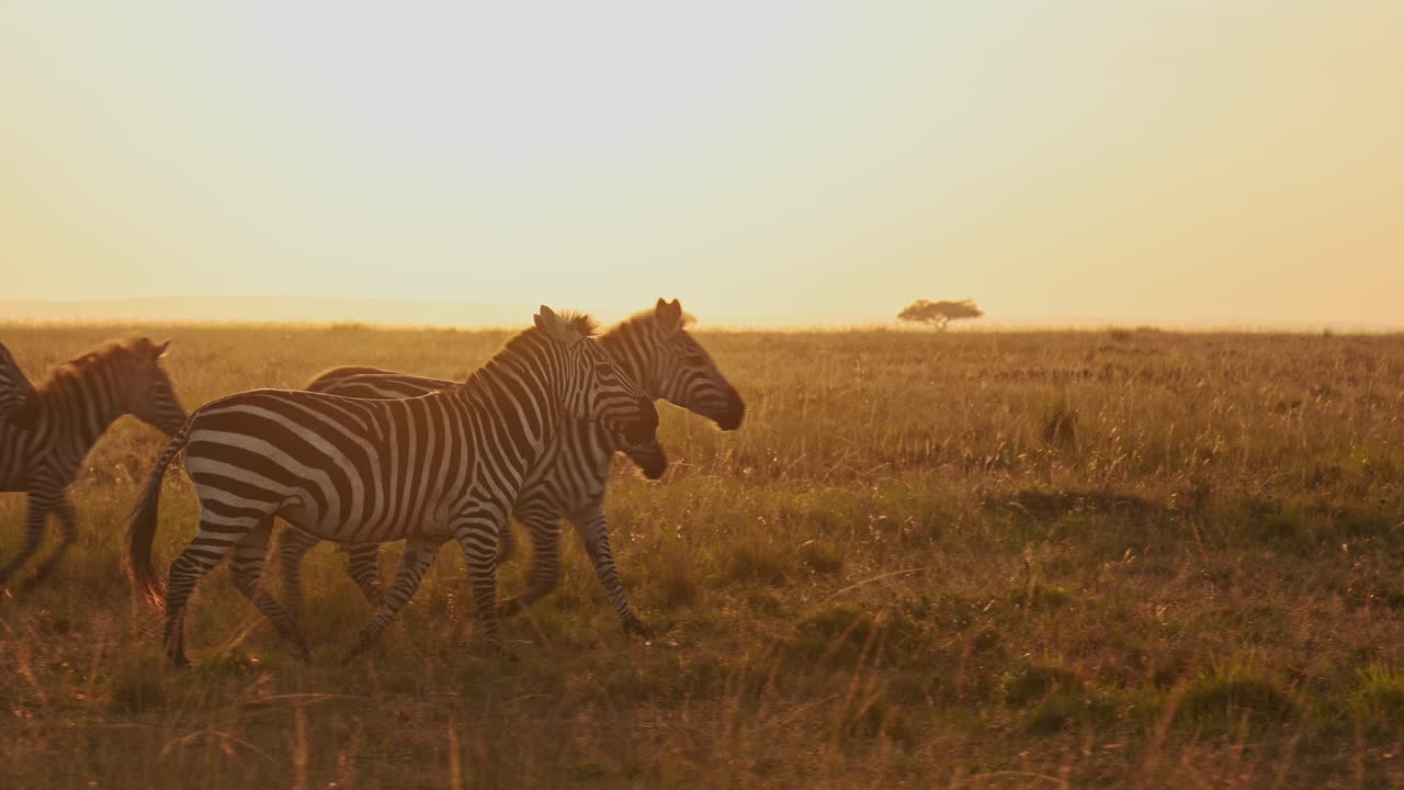 Slow Motion of Zebra Herd Running at Sunset, Africa Animals on African Wildlife Safari in Masai Mara in Kenya at Maasai Mara in Beautiful Golden Sunrise Sun Light, Steadicam Gimbal Panning Shot