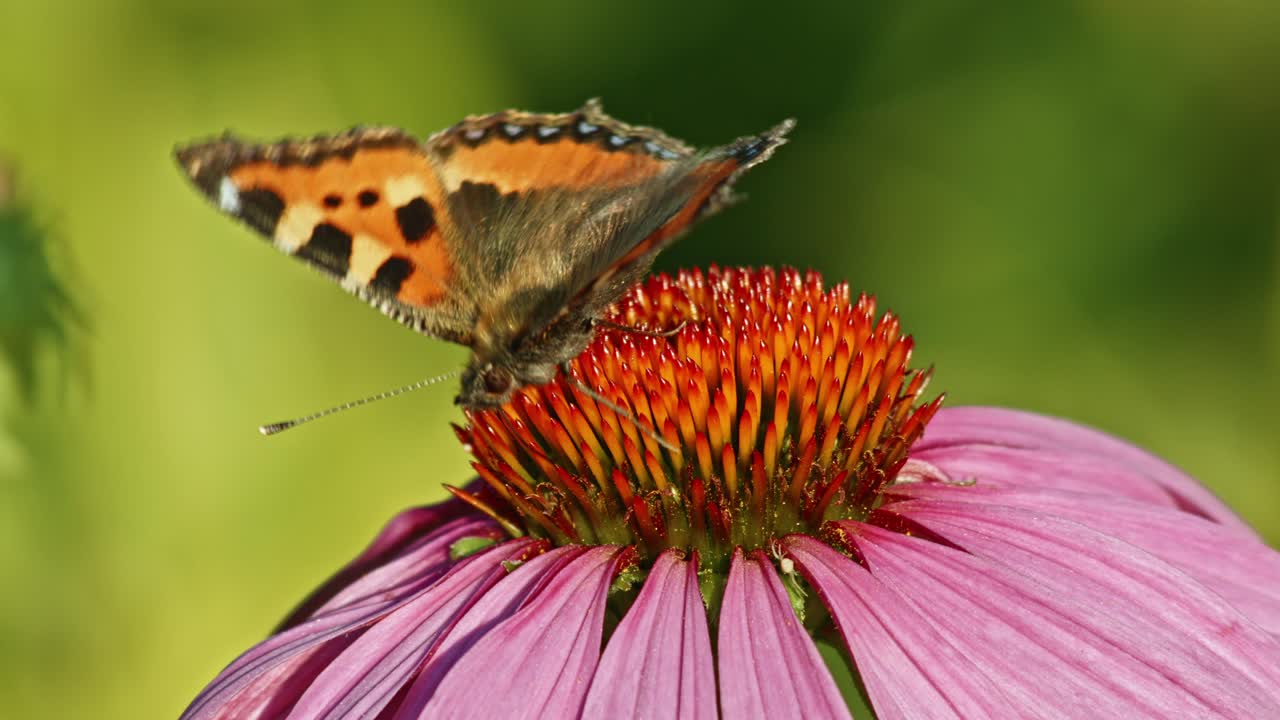 보라색 coneflower에서 꿀을 빠는 대모갑 나비 - 매크로