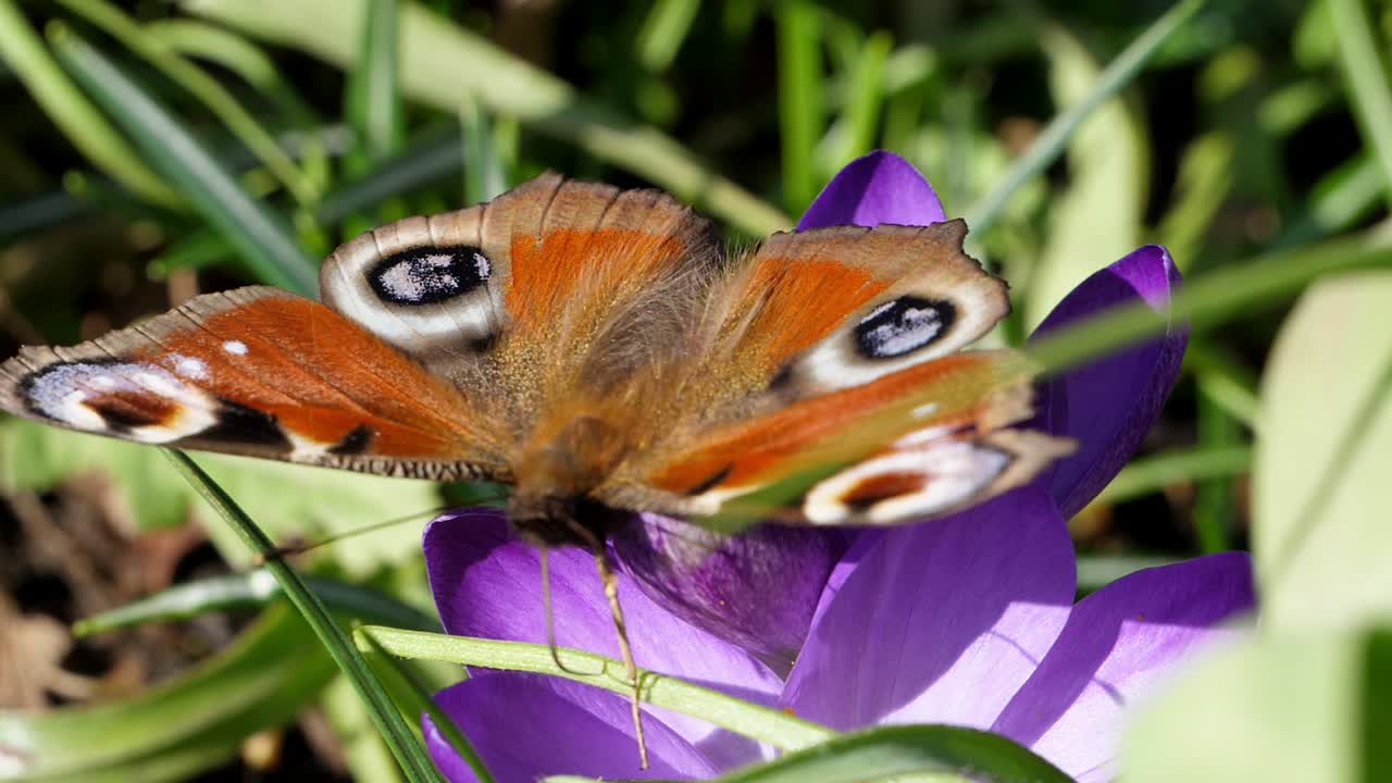 una mariposa pavo real inspecciona una flor de azafrán púrpura en un día soleado