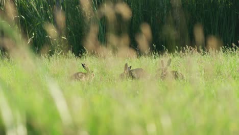 rabbits in a field