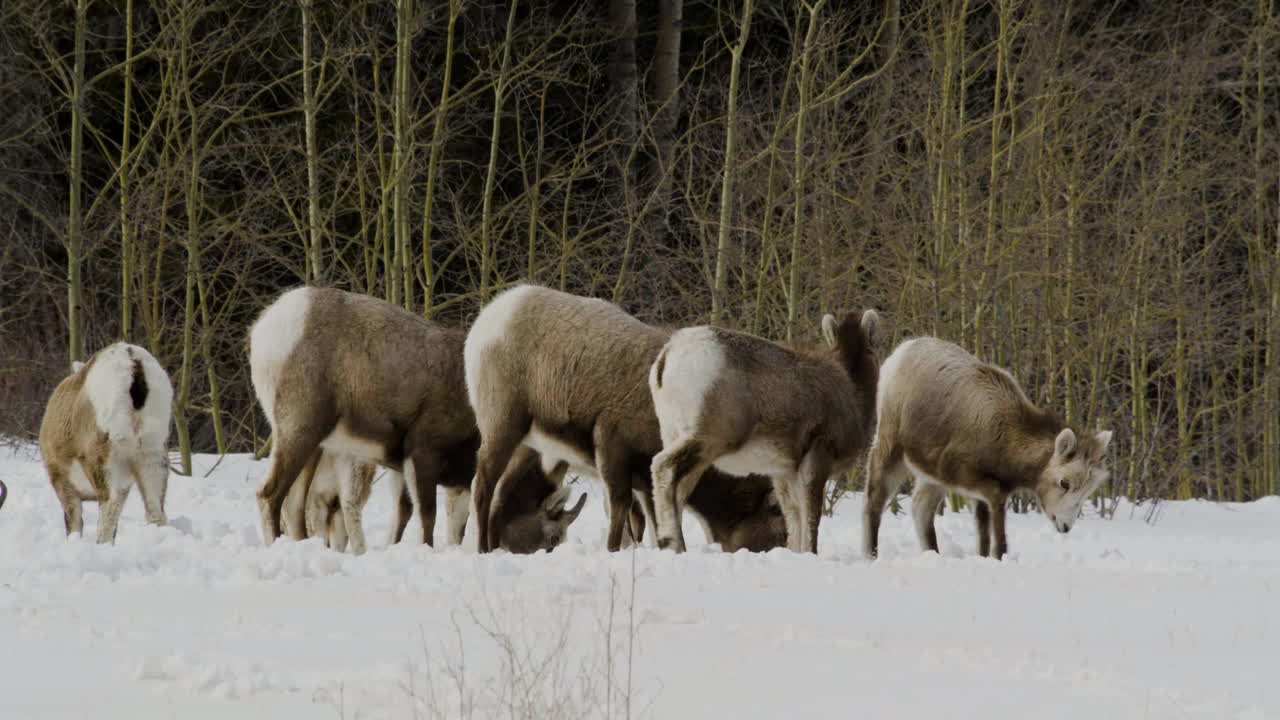겨울 풍경에서 방목하는 큰뿔양 무리 - 와이드 샷