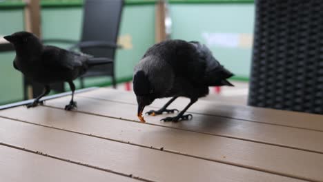 crow-eating-junk-food-while-his-friend-trying-to-sneak-and-steal-his-bite,-moving-shot