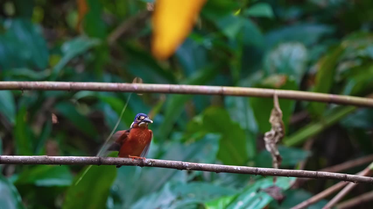 pescador de orejas azules posado en una rama en el bosque - de cerca