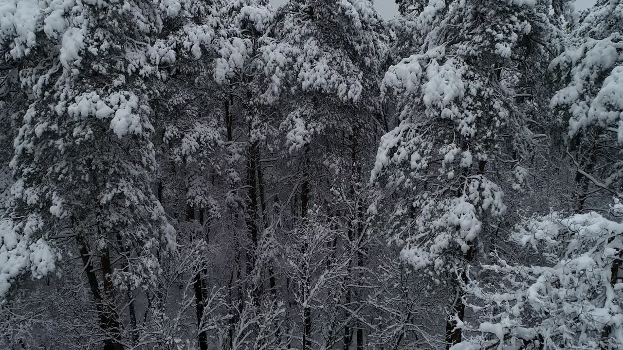 얼어붙은 숲 위를 날아다니는 날씨, 안개 날씨, 50fps, 4k