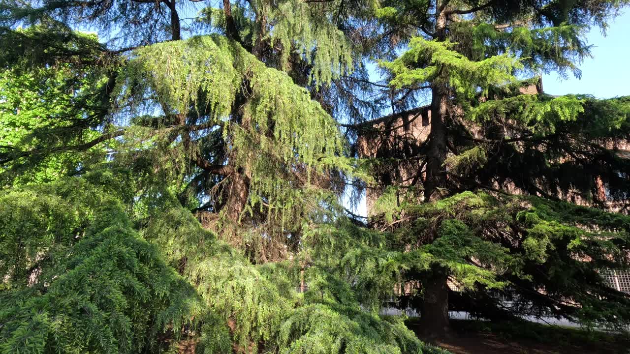 나무 밀라노 공원, 은 날