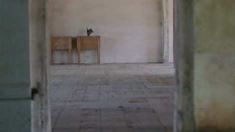 wolf runs across empty, open room view through doorway