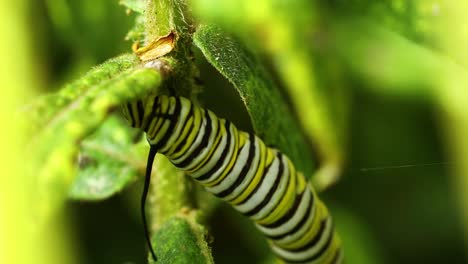 monarch caterpillar feeding on leaves