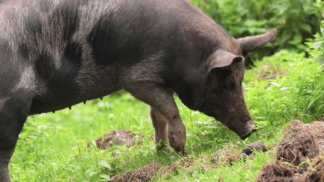 black pig on a farm.