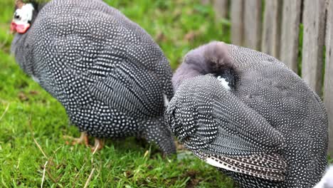 two guineafowls grooming each other in natural habitat