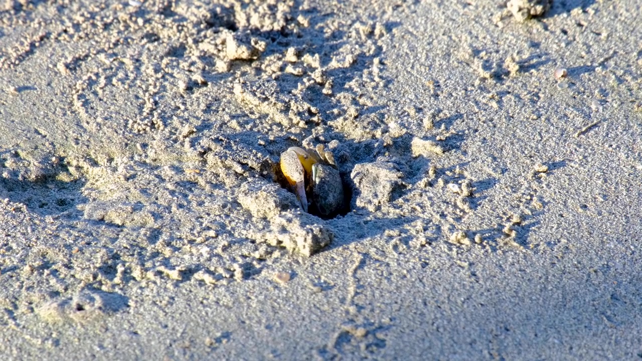 Fiddler crab with one big claw in hole on sandy beach in Kadavu, Fiji in South Pacific