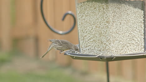 Closeup-of-Finch-Eating-at-Bird-Feeder-in-Slow-Motion