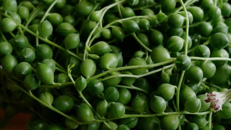 senecio rowleyanus with flower, known as string of pearls or string of beads