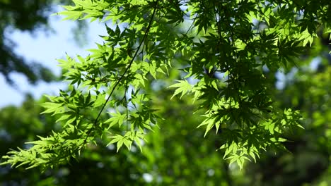 beautiful cinematic close up of japanese maple leaf tree in summer