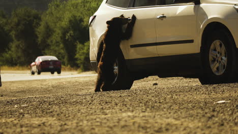 bear cub interaction with vehicle on california highway road, static