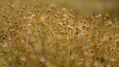 daisies veld dichtbij tijdens de warme zonsondergang middag licht ongerepte natuur