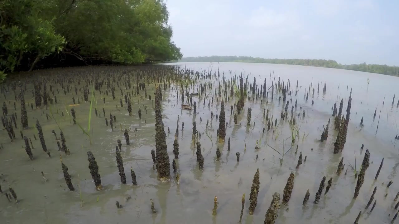 Timelapse of breathing roots in mudflats of mangrove forest during low tide, serving as a crucial habitat for wildlife like mudskippers and crabs, Sundarbans in Ganges delta