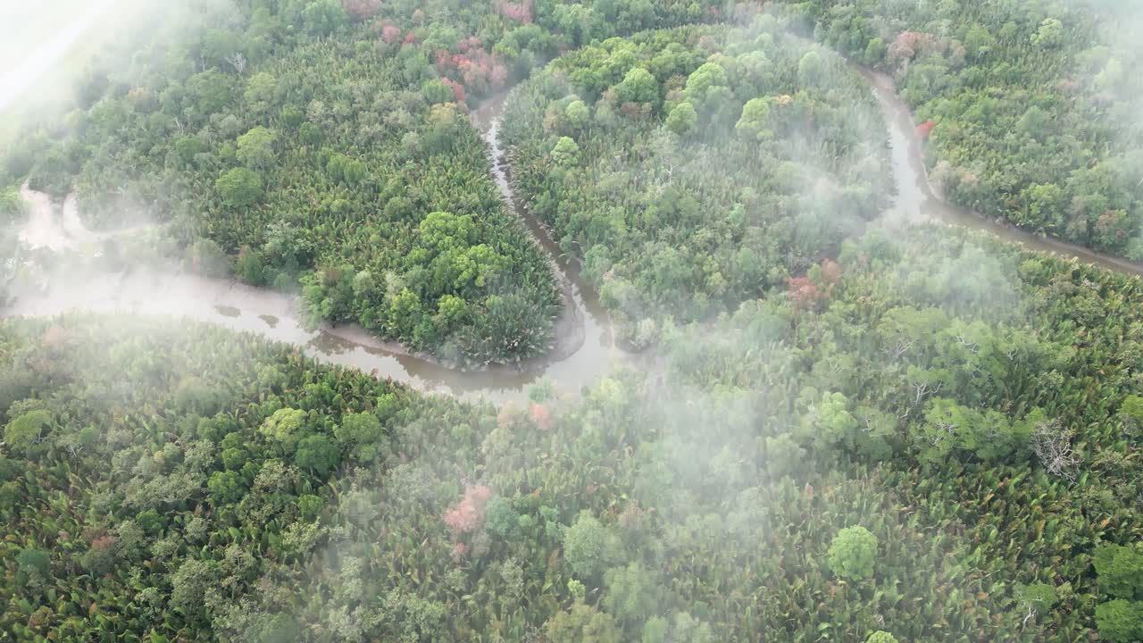 아리엘 드론 뷰 안개가 가득한 아침 해가 지고 푸른 숲이 세메파디 해안 도로 링크 사라와크, 보르네오에 있습니다.