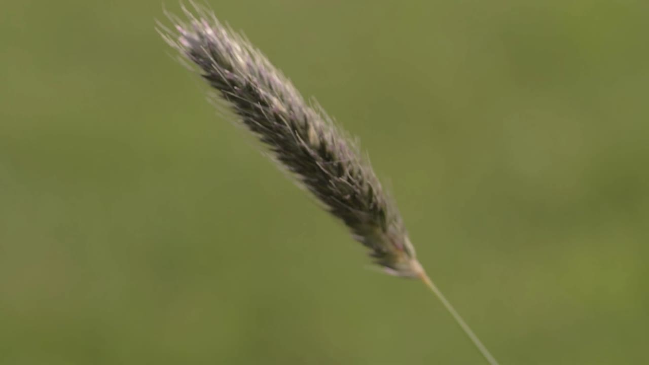 산들바람 매크로의 단순한 키 큰 풀