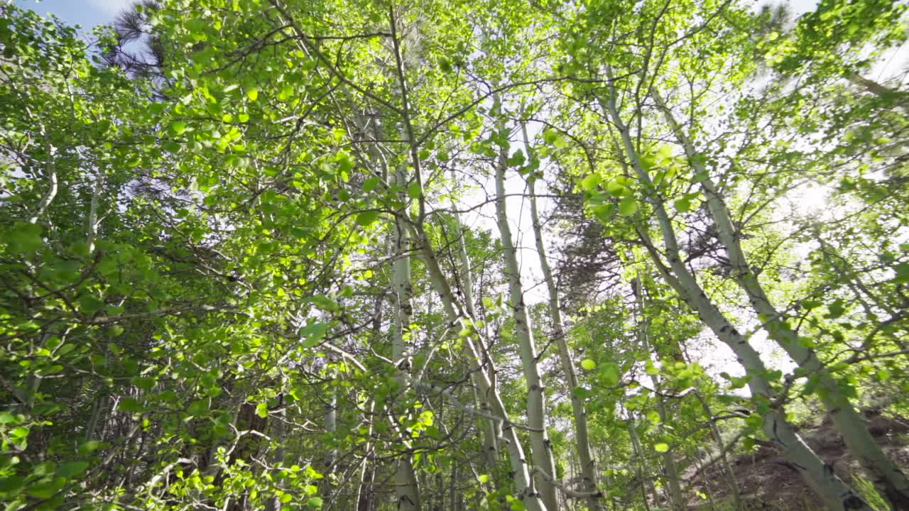 Ultra Wide of Sun Flashing Through Aspen Trees