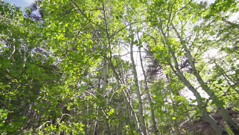 Ultra-Wide-of-Sun-Flashing-Through-Aspen-Trees