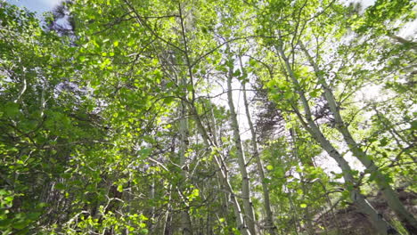 ultra wide of sun flashing through aspen trees