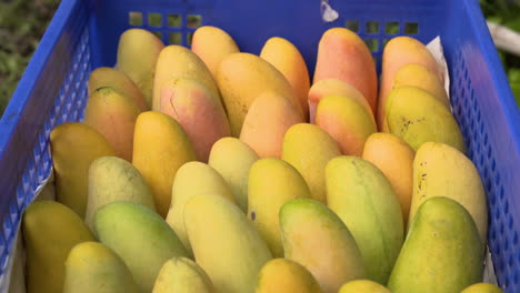 box full of ready to eat ripe mahachanok mango