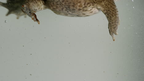 toad jumps into water and swims off screen - close up