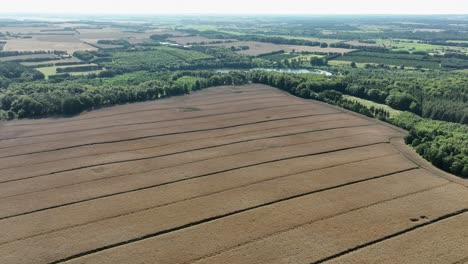 massive food grain crops ready for harvest - backward moving aerial establishing scene from denmark in 60 fps