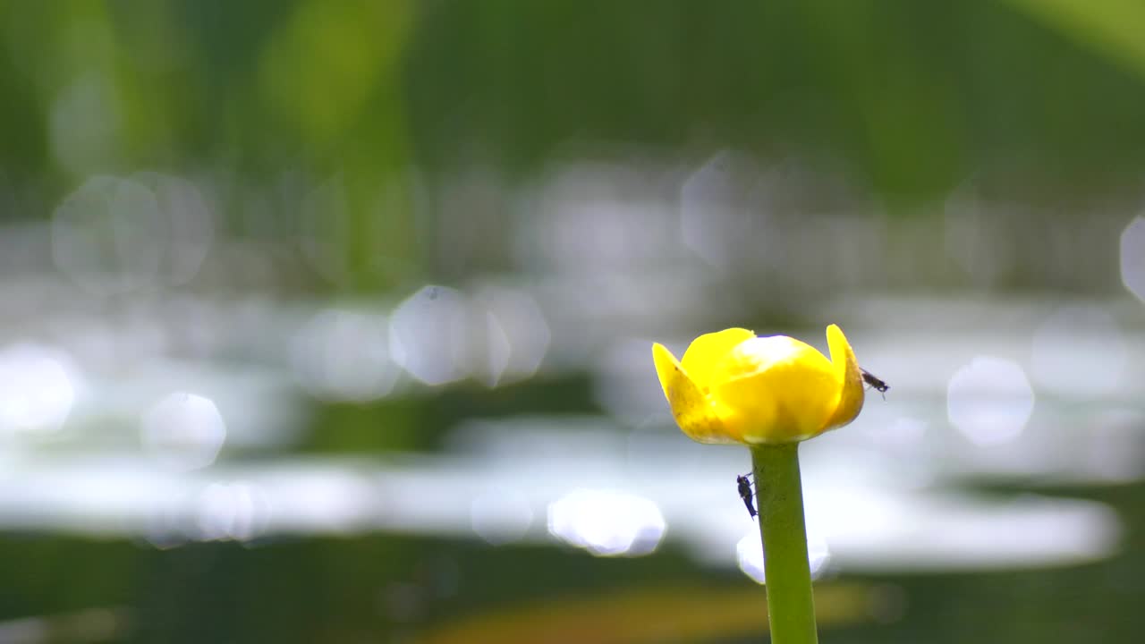 꽃이 피는 노란색 nuphar lutea