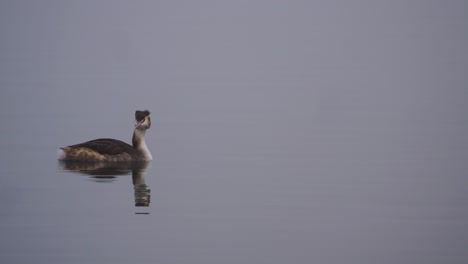 a bird of the species great crested grebe swims calmly on the still water on the lake. it is foggy and the animal is reflected on the calm lake. quiet recordings with a mystical atmosphere.