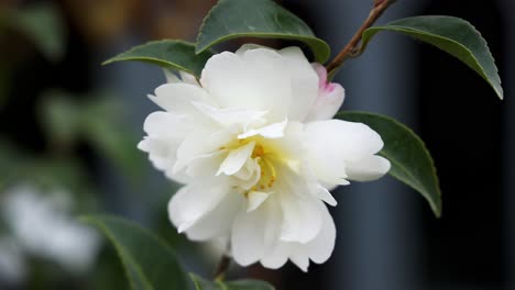 white flower blooming on a green leafy branch