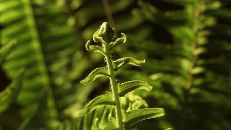 cinematic dynamic motion controlled time-lapse footage of delicate fern slowly unfurling new growth