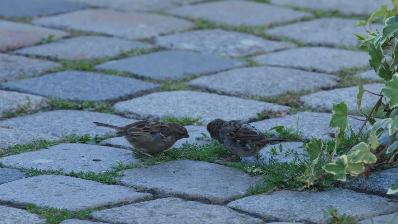 Pair of sparrows forage for food on urban cobblestone ground, natural daylight, static camera
