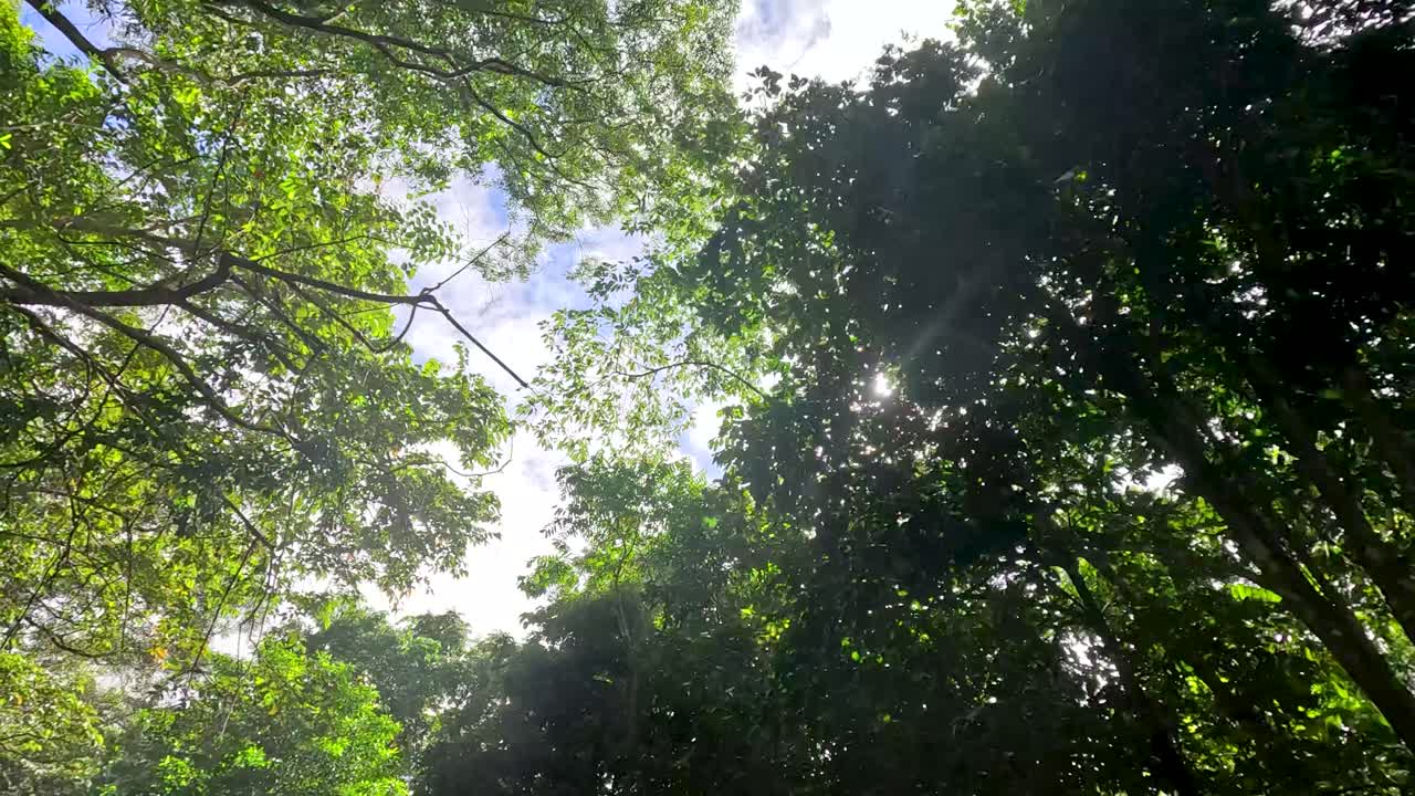 Sunlight streams through dense rainforest canopy, lush green foliage, upward camera movement, natural daylight