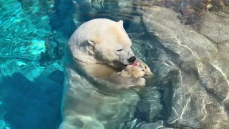 polar bear in water chewing meat, finishes then moves off