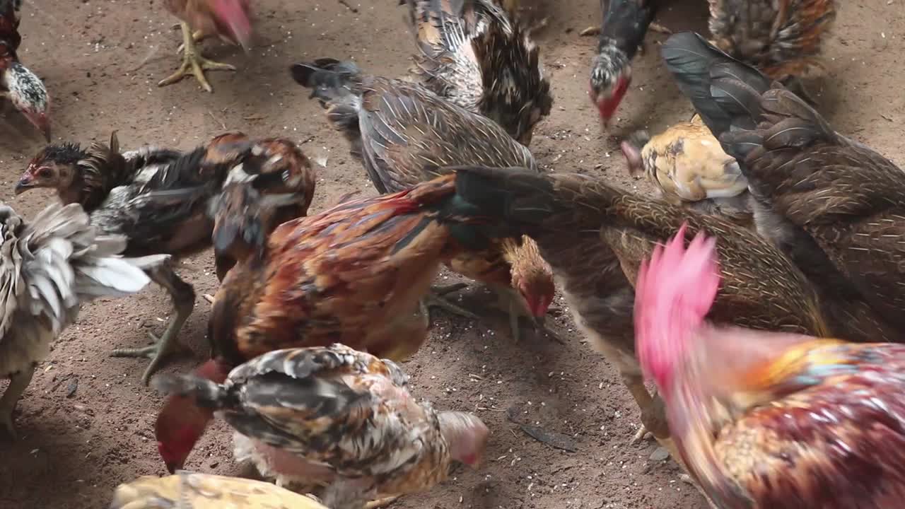 tirando arroz a un grupo de pollos comiendo en una cerca de madera en una granja de pollos en camboya