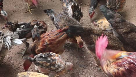 throwing rice on a group of chickens eating in a wooden fence in a chicken farm in cambodia