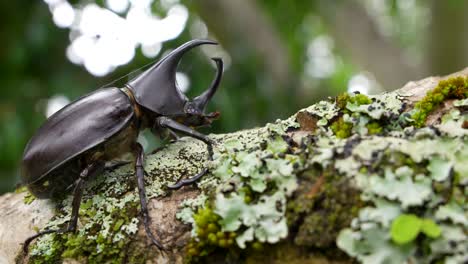 close up side view large horned male rhinoceros beetle hercules beetle