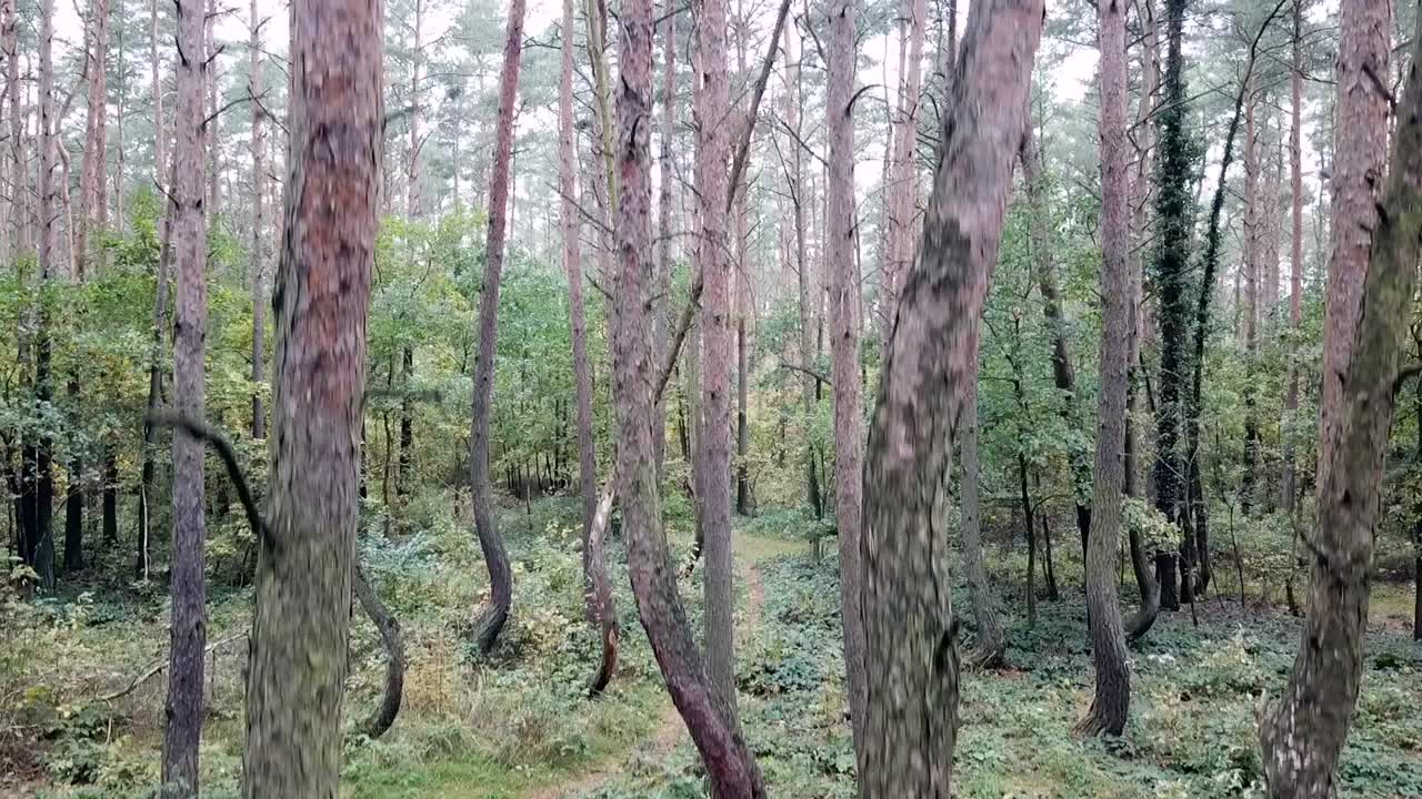 drone subiendo en el bosque torcido fuera de nowe czarnowo, polonia, europa