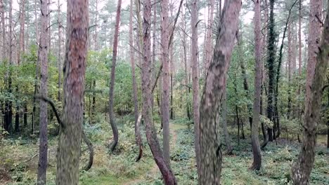 Drone-rising-in-the-crooked-forest-outside-Nowe-Czarnowo,-Poland,-Europe