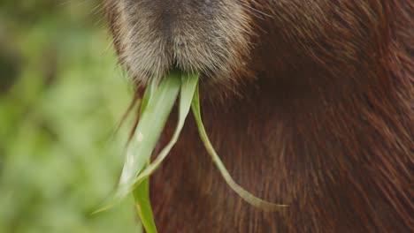 super closeup of a capybara mouth chewing green grass